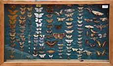 Entomologie